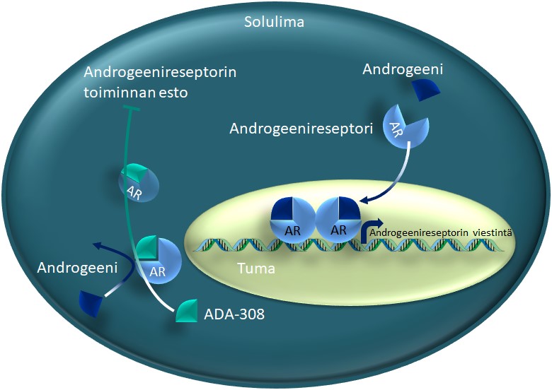 Kuva 1. ADA-308:n biologinen vaikutusmekanismi. Androgeenin sitoutuminen androgeenireseptoriin, AR, laukaisee reseptorin tumaan kulkeutumisen ja reseptorivälitteisen viestinnän (kuvan oikea puoli). Kun ADA-308 sitoutuu androgeenireseptoriin, androgeeni ei voi sitoutua siihen ja sen toiminta estyy (kuvan vasen puoli).  